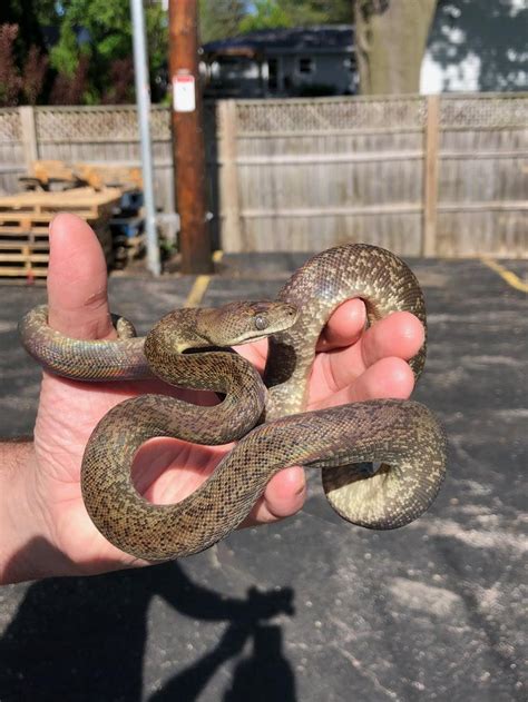 Macklot Python 的图像结果