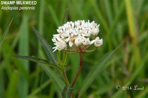 Swamp Milkweed (Asclepias perennis) - Florida Native Plant Blooming Today
