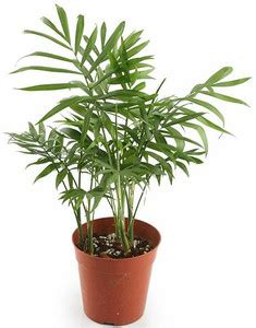 Kapebonavista Bella Palm Plant Price in India - Buy Kapebonavista Bella ...