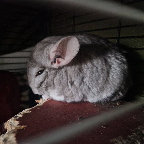 Sport mode crocs: : r/chinchilla