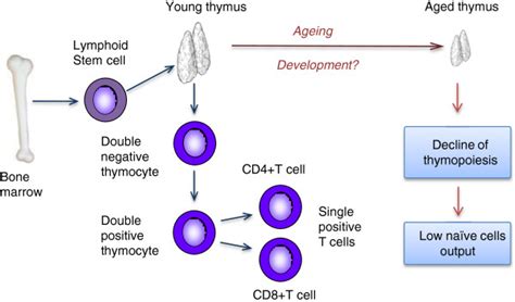 Image result for What Is Thymic Involution