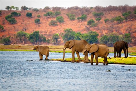 Elephant - Reproduction, Life Cycle | Britannica
