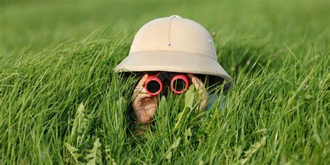 Visual Processing Examples 的图像结果