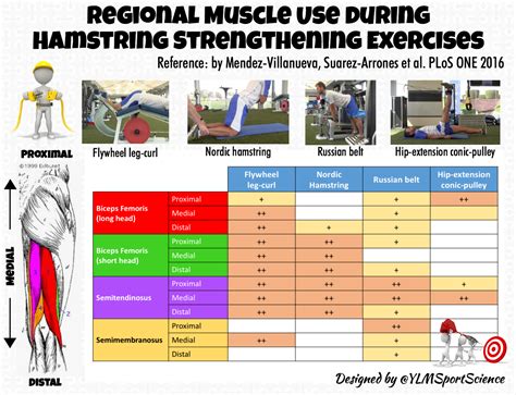 Regional Muscle Use during Hamstring Strengthening Exercises ...