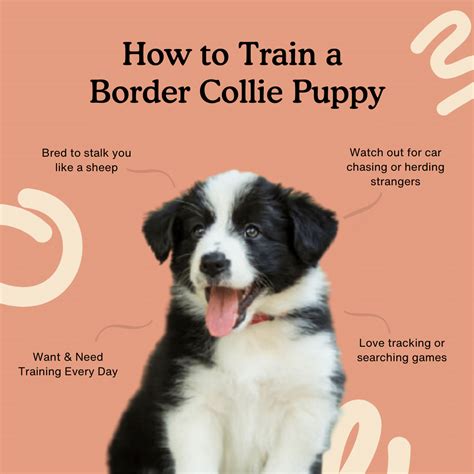 How to Train a Border Collie Puppy | Complete Training Guide