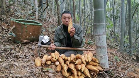 挖冬笋到了挖笋的技巧，真的会上瘾 Digging up bamboo shoots,Harvest Bambooshoots - YouTube