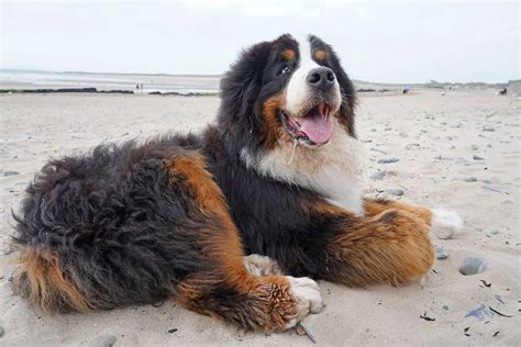 Looking For a Great Family Dog? Check Out the Bernese Mountain Dog! - A ...