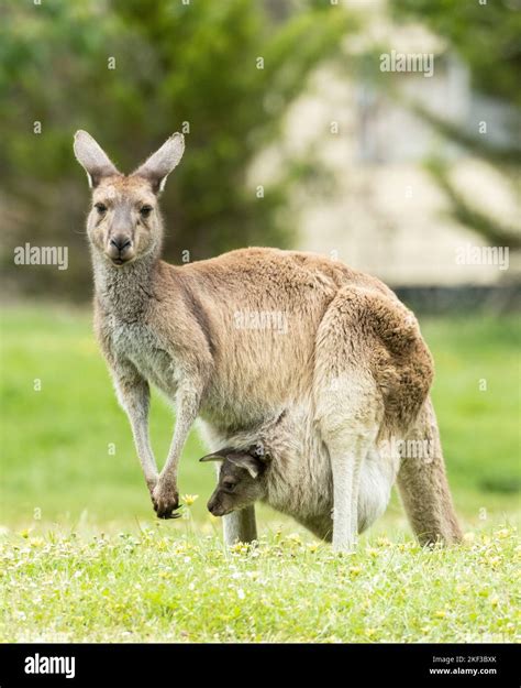 Kangaroo Joey In Pouch