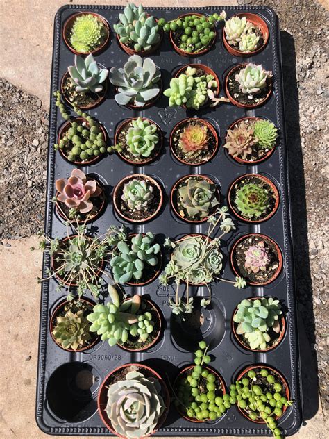 Mini Succulent & Cactus Mix | Wholesale