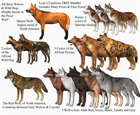 Different Types of Wolves 的图像结果