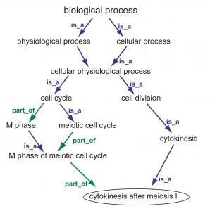 Image result for Biological Classification Question Rashmita Sing