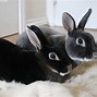 Image result for Mini Lop Rabbit Colours in New Zealand