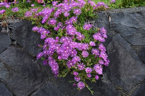 Growing and Caring for Ice Plants: Tips and Tricks for a Beautiful ...