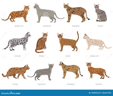Wild Cat Type Cats, Ocelot Crossbreeds, Stripped. Domestic Cat Breeds ...