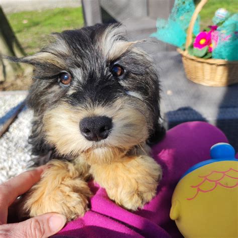 Image result for Tricolor Cockapoo