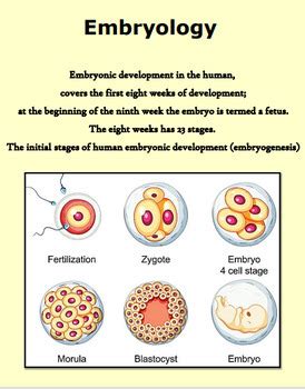 Image result for Embryonic Development Crash Course