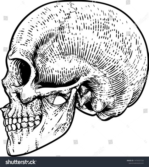 2,013 Skull side profile Images, Stock Photos & Vectors | Shutterstock