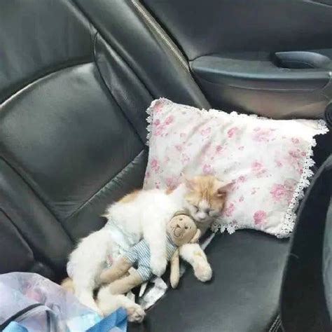 开车时猫不仅在车上乖乖的，还睡得很香，主人还给弄了个吊床！_信号_微信_萌图