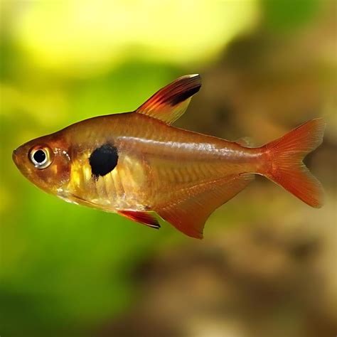 Live Fish Red Phantom Tetra | Single – cloningaquapets