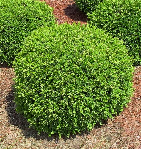 Box Wood Shrubs