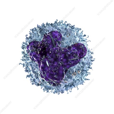 Image result for Monocyte
