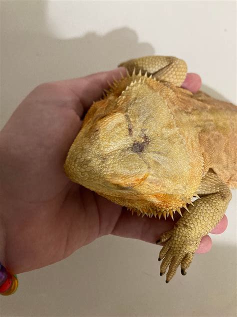 Bearded Dragon Third Eye