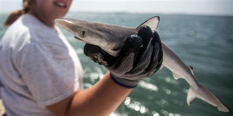 Brasilien: Forscher weisen erstmals Kokain in Haien nach