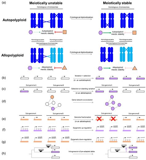 All Ways Lead to Rome—Meiotic Stabilization Can Take Many Routes in ...