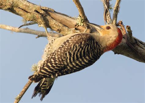 Types Of Woodpeckers