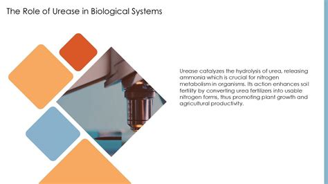 Understanding Urease Enzyme Function And Importance PPT Example ST AI PPT PowerPoint