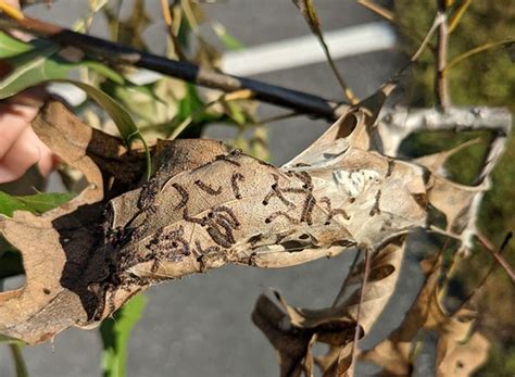 Forest & Shade Tree – Insect & Disease Conditions for Maine September ...