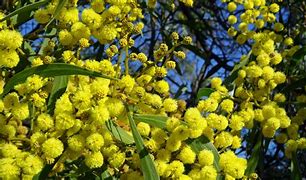 Image result for Wattle