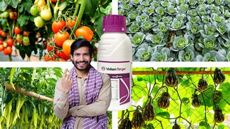 Reviving Indian Agriculture: Tackling Pervasive Crop Pests with Syngen ...