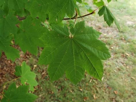 Acer circinatum - vine maple | The Dawes Arboretum