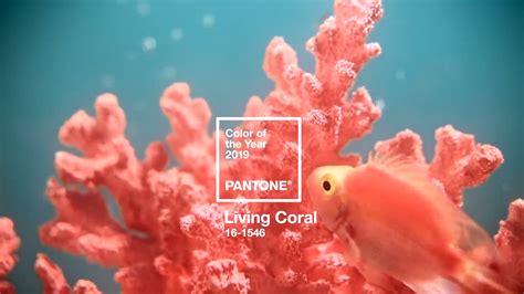 珊瑚色（さんごいろ）の色見本とイメージ・カラーコード | 色彩図鑑（日本の色と世界の色一覧）