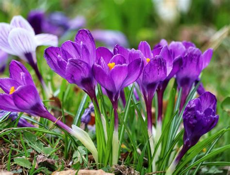 How to Revive Plants From Cold Damage