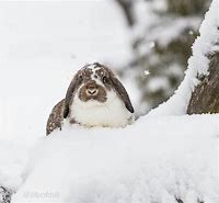 Image result for Baby Bunnies Outside