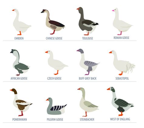 Canadian Geese | Atlanta Bird Control