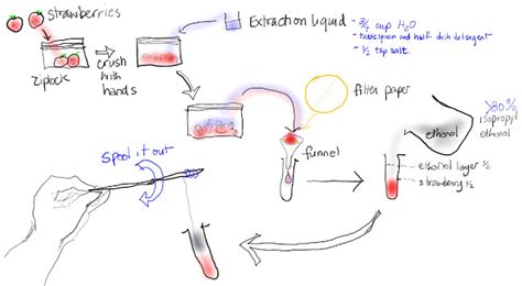 Extracting Strawberry DNA Lab 的图像结果