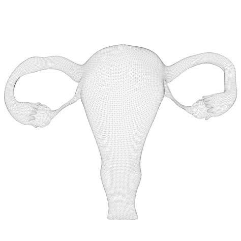 Image result for Reproductive System 3D Model