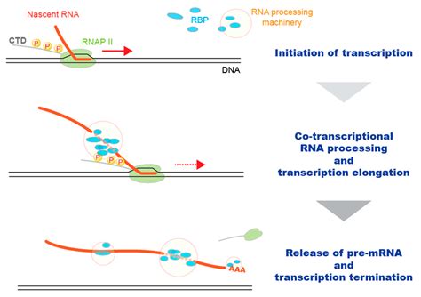 RNA Processing Steps 的图像结果