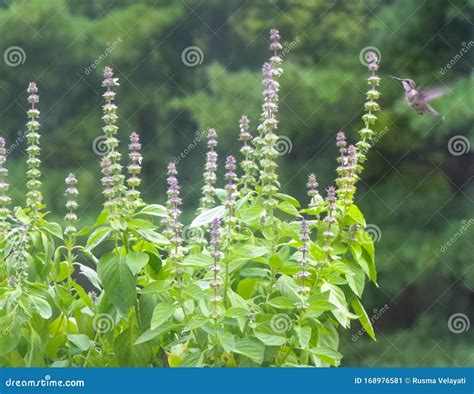 Sweet Basil with Flowers and Leaves in Garden on Green Stock Image ...