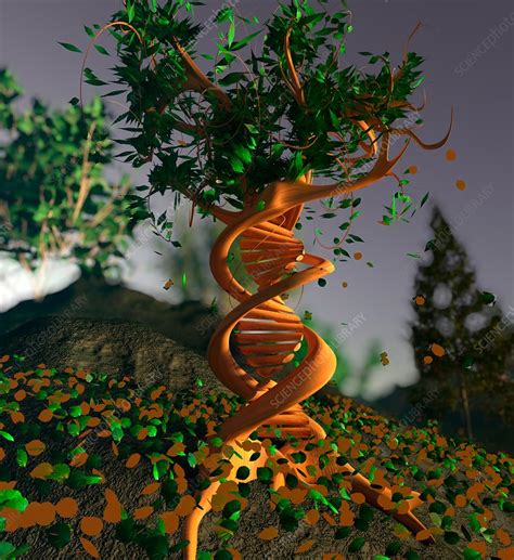 Image result for DNA Tree