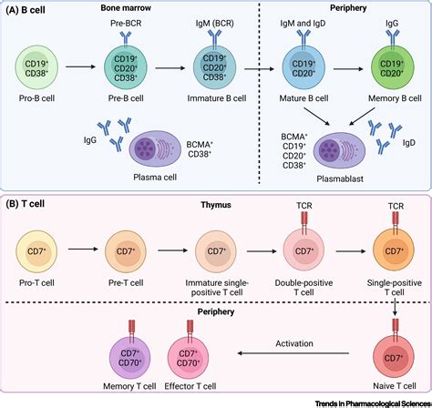Frontiers in CAR-T cell therapy for autoimmune diseases: Trends in Pharmacological Sciences