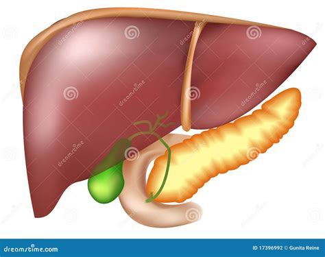 Pancreas and liver stock vector. Illustration of cross - 17396992
