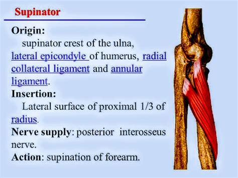 Image result for Supinator Muscle Function