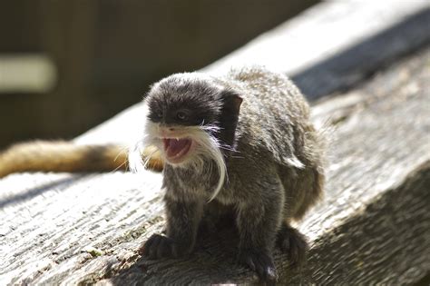 Definitive Guide To Bearded Emperor Tamarin Facts, Habitat ...