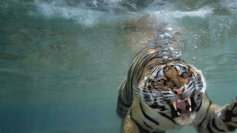 老虎有多擅长游泳，甚至游过超过千米的大河，为何这么喜欢水_腾讯视频