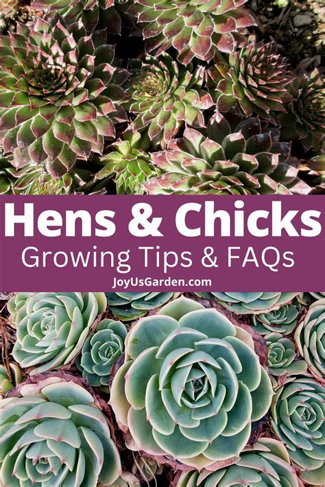 Hen And Chicks Succulent Garden