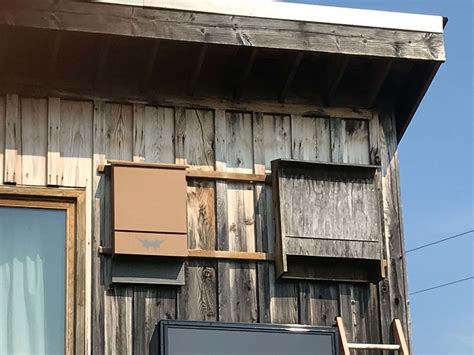 The Best Place To Hang A Bat House For Maximum Occupancy